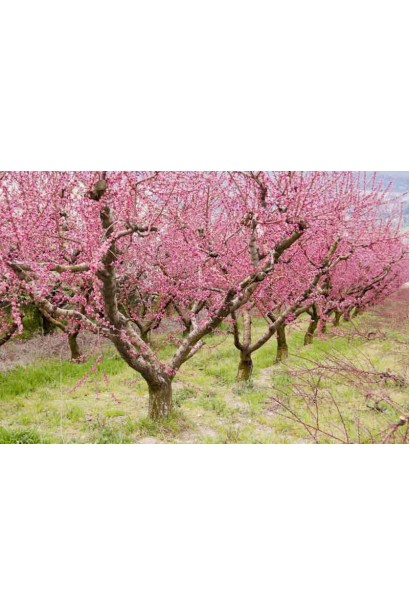 Цветущий персик домашний